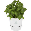 Maceta para cocina Herbs