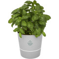 Maceta para cocina Herbs