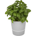 Maceta para cocina Herbs