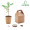 GROWTREE™ Set pino