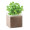 BASIL Bolsa de semillas de albahaca