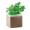 PARSELY Bolsa con semillas de perejil