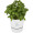 Maceta para cocina Herbs