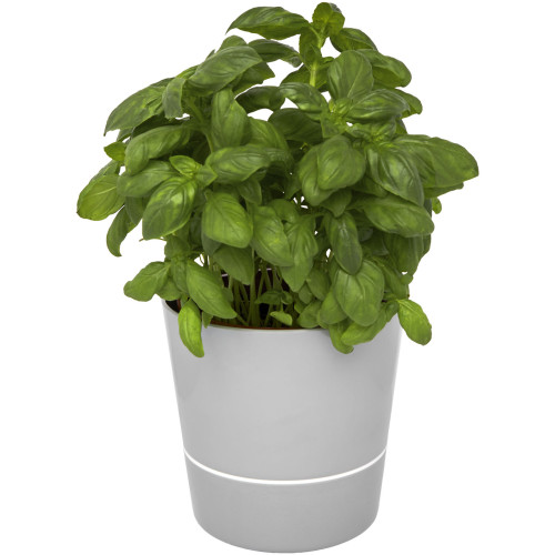 Maceta para cocina Herbs